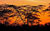 TANZANIA - Serengeti National Park - Alba - 07